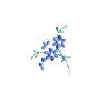 Image of daisy0303.jpg