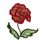 Image of fantrose10a.jpg