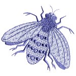 Image of heirbugs04.jpg