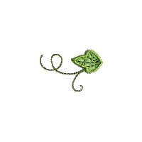 Image of pansy18.jpg