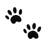 Image of playcats12.jpg