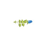 Image of pretflo208.jpg