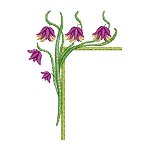 Image of pretflo211.jpg