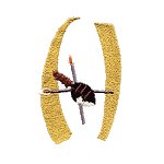 Image of shieldh.jpg