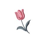 Image of tulipfree2.jpg